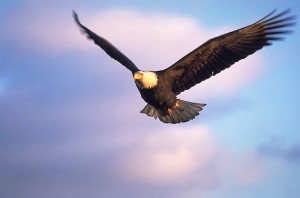 Bald Eagle flying and hunting