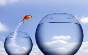 gold fish